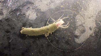 Media type: image;   Invertebrate Zoology 153512 Description: live specimen;